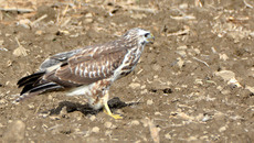 Mäusebussard_ (13).jpg